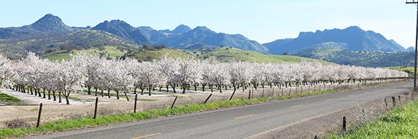 Sutter County Orchard